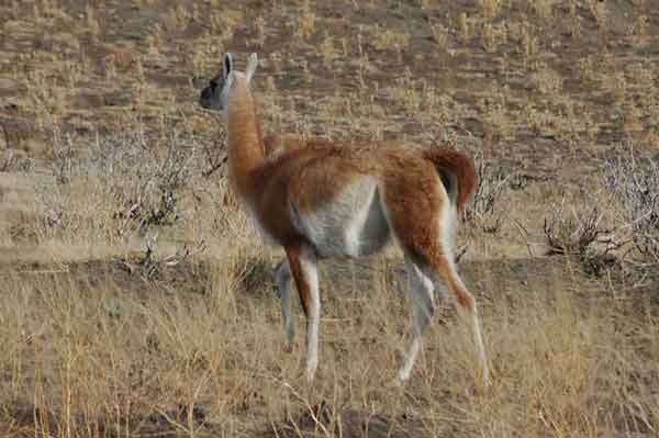 Guanaco - parque nacional de las Torres del Paine - Chile 1.jpg
